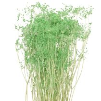 Product Dried flowers Umbellifera Green 70-80cm 150g