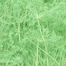 Product Dried flowers Umbellifera Green 70-80cm 150g
