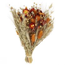 Product Dried flowers field flower bouquet straw flowers orange L30cm