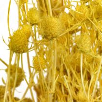 Dried Flowers Yellow Dry Thistle Strawberry Thistle 100g