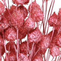 Product Dried Flowers Pink Dried Thistle Strawberry Thistle Dyed 50cm 100g