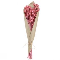 Product Dried Flowers Pink Dried Thistle Strawberry Thistle Dyed 50cm 100g