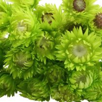 Product Dried flowers African Daisies Light green straw flowers 42cm