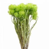 Product Dried flowers Cap flowers Light green Straw flowers H42cm