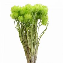 Product Dried flowers African Daisies Light green straw flowers 42cm