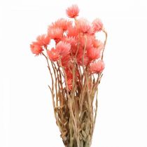 Product Dried Flowers Cap Flowers Salmon Straw Flowers H42cm