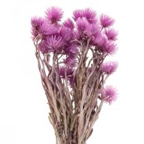 Product Dried flowers African Daisies Purple straw flowers H42cm