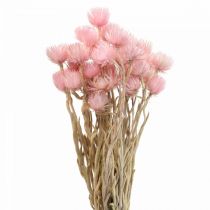 Product Dried flowers African Daisies Pink straw flowers H42cm