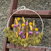 Product Dried flowers African Daisies Purple straw flowers H42cm