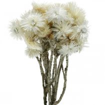 Product Dried flowers African Daisies White Strawflowers H33cm 50g
