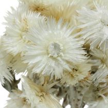 Product Dried flowers African Daisies White Strawflowers H33cm 50g