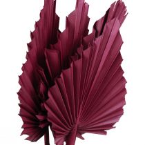 Product Dried flowers decoration, palm spear dried wine red 37cm 4pcs