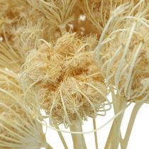 Dried Flowers Fennel Bleached Bunch