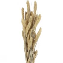 Product Dried flowers, millet decoration, Setaria (fox millet), 60g