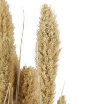 Product Dried flowers, millet decoration, Setaria (fox millet), 60g