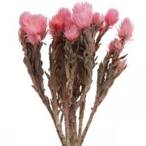 Dried flowers Cap flowers Pink straw flowers Dry flowers H30cm
