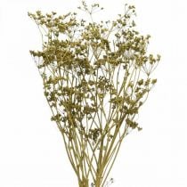 Dried flowers real caraway green decoration 55cm bunch with 5pcs