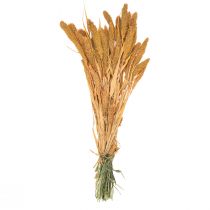 Product Dried flowers Setaria Pumila Orange, bristle millet decorative grain 72cm 225g