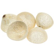 Product Dried Fruits Bell Cup bleached Funeral Floristry 8.5-11cm 10 Pcs