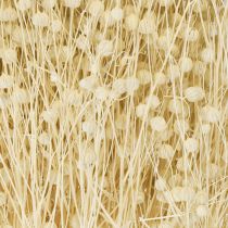 Product Dried grass flax dried natural bleached 50-55cm 180g