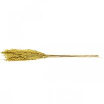Product Dried grass, reed grass, yellow, decorative, 70cm, dried flowers, 10 pieces