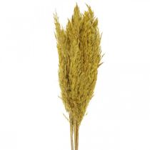 Product Dried grass sedge deco dried yellow 70cm 10p