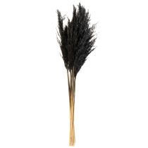 Product Dry grass, reed grass, black, 70cm, decorative trend, 10 pieces
