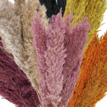 Product Dried grass reed grass dried various colours 70cm 10 pcs