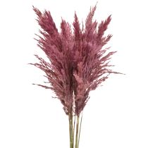 Product Dried reed grass, dried decorative grass, antique rose, 75cm, 10 pieces