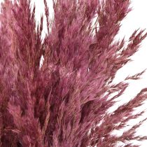 Product Dried reed grass, dried decorative grass, antique rose, 75cm, 10 pieces