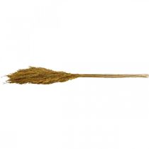 Product Dried grass, olive green, decorative, 70cm, 10 pieces, Pampas grass substitute