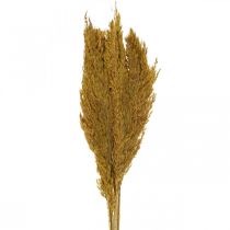 Product Dried grass, sedge, dried, olive green, deco grass, 70 cm, 10 pieces
