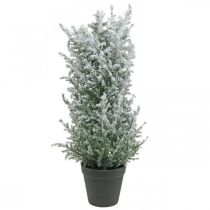 Artificial juniper in a pot, artificial plant H47cm