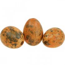 Product Quail eggs decoration blown eggs orange apricot 3cm 50pcs
