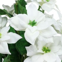 Poinsettia bouquet white L45cm