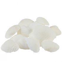 White shells decorative cockles cream white 2-3.5cm 300g