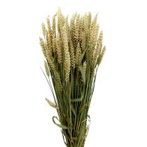 Wheat Bund Natur 1St decorative wheat
