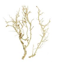 Product White Bush bleached 5 pcs