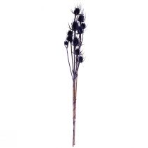 Product Wild Teasel Dried Flowers Teasel Thistles Violet 55cm 10 Heads