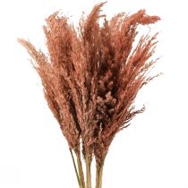 Product Reed Dried Decoration Apricot 75cm 10 pcs Boho Pampas Grass