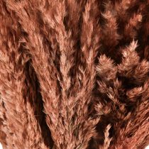Product Reed Dried Decoration Apricot 75cm 10 pcs Boho Pampas Grass
