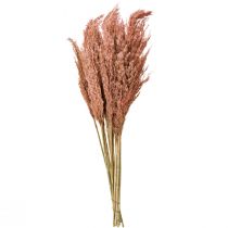 Product Reed Dried Decoration Apricot 75cm 10 pcs Boho Pampas Grass