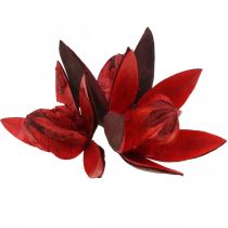 Wild lily red natural deco dried flowers 6-8cm 50p