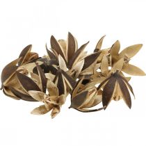 Wild lily nature decoration Exotic dried flowers 6-8cm 50p