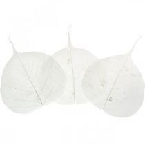 Product Bleached skeleton leaves Willow leaves skeletonized 8-10cm 300 pcs