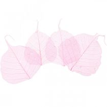 Product Skeleton leaves, pink decorative willow leaves 5-9cm, 200 pieces - Ideal for greeting cards &amp; DIY