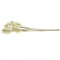 Product Xanthium artificial flower cream autumn decoration 6 flowers 80cm 3pcs