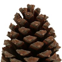 Product Pinus Maritima cones 10cm - 15cm natural 3 pieces