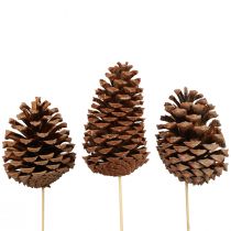Product Cones Maritima maritime pine natural 5-10cm on stick 50 pcs