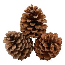 Product Cones Maritima maritime pine natural 5-10cm on stick 50 pcs